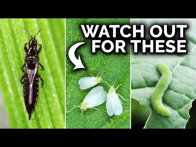 7 Pests You Probably Have In Your Garden (And What To Do)