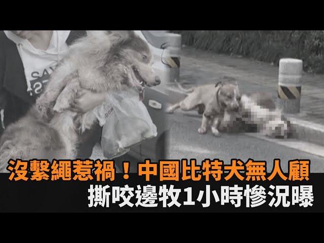 又是沒繫繩惹的禍！中國比特犬路邊撕咬邊牧1小時　狗身殘破怵目驚心－民視新聞