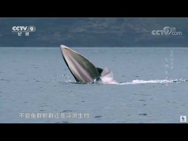 罕见！世界上最神秘的鲸鱼布氏鲸张开大嘴捕食 引得众海鸥围观《自然的力量·大地生灵》第四集【CCTV纪录】