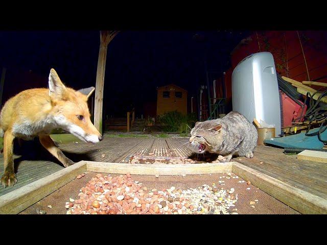 Fox and cat Standoff.