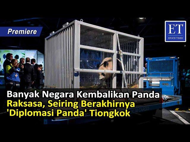 Banyak Negara Kembalikan Panda Raksasa, Seiring Berakhirnya 'Diplomasi Panda' Tiongkok