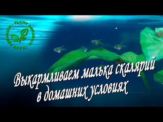 Выкармливаем малька скалярий в домашних условиях