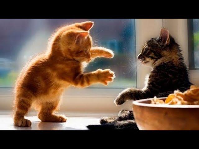 Funny fluffies / Funny moments with animals 2023 / #72