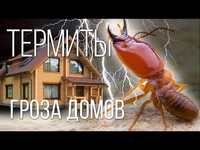 TERMITES: THESE AREN'T ANTS! | Interesting facts about termites and insects