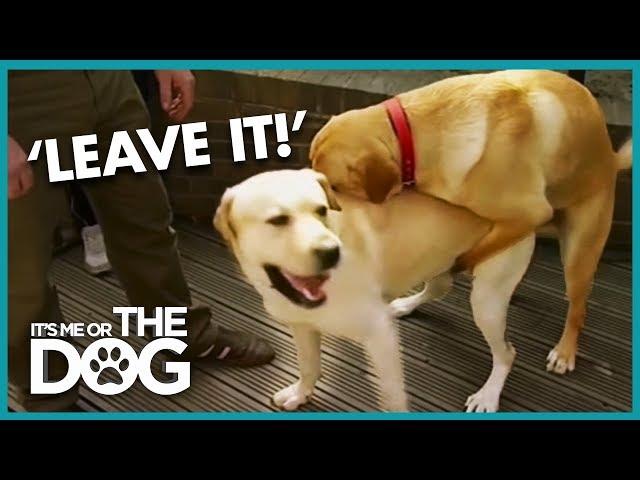 How to Stop Your Dog Humping | It's Me or the Dog