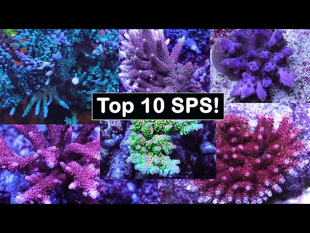 My Top 10 SPS!