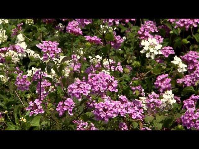 Bandana lantanas are tough, compact Super Plants