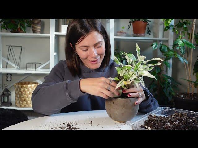 Houseplant repot and reorganizing my plant shelf plant care vlog