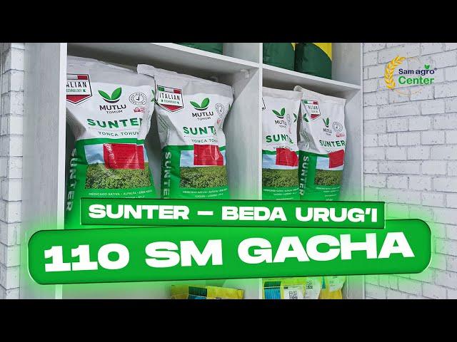 ️ Beda urug'i-SUNTER, Turkiya +998995414444  #agro #farm #trending #beda #alfalfa