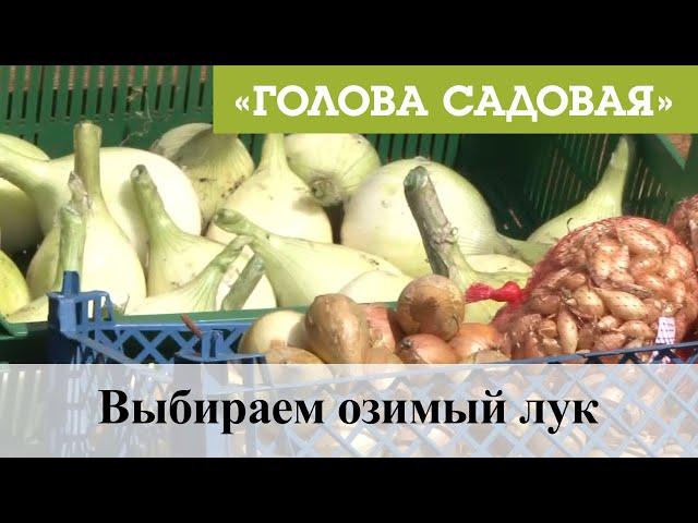 Голова садовая - Выбираем озимый лук