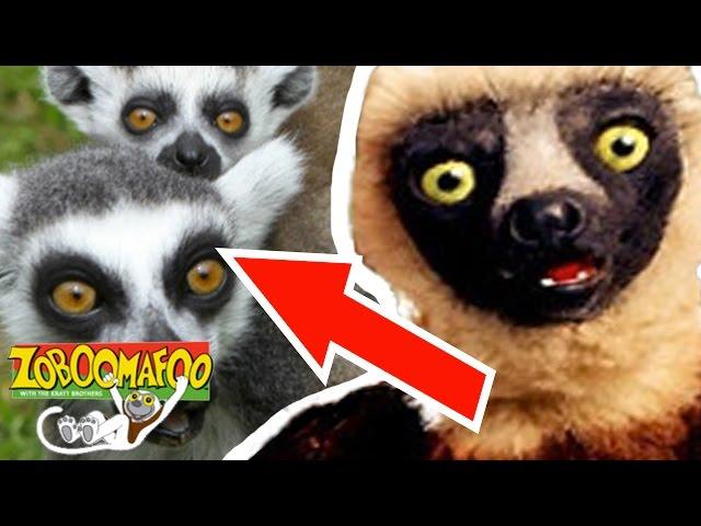  Zoboomafoo Season 1 Episode 5 - Happy Lemur Day | HD | Full Episode