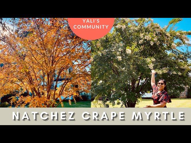 All You Need to Know About the Natchez Crape Myrtle- Year Long Interest, Special Bark, Shape & More