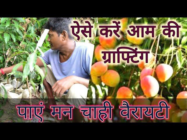 आम की कलम बांधने की सबसे आसान तरीका, जो आपको आज तक कोई नहीं बताया / Mango Tree Grafting  Easily.