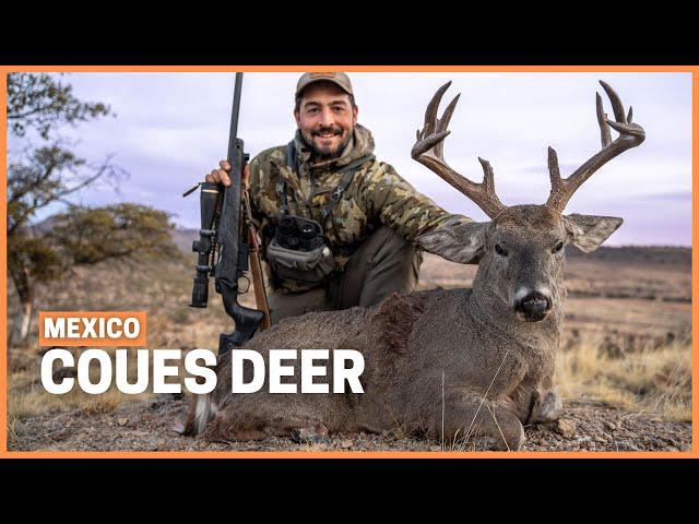 Hunting the most elusive whitetail: Coues deer hunting in Mexico.