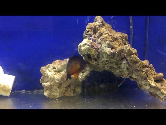Premium Aquatics Fish Video 6-2-2017