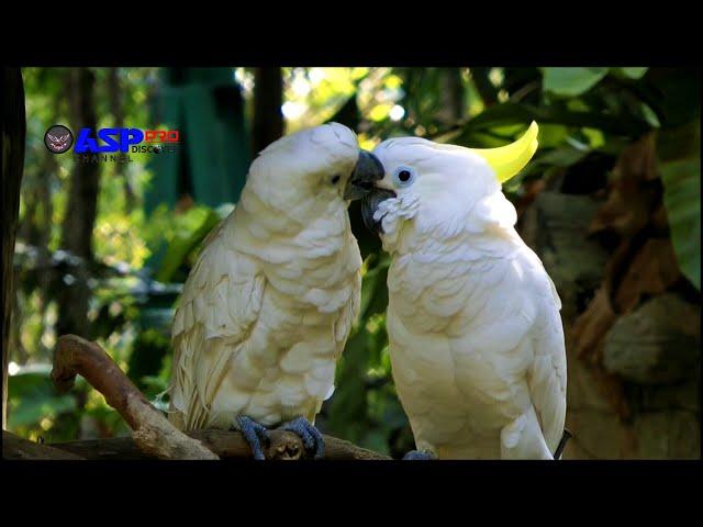 Amazing bird species in the forest | relaxing sound | Animal Planet