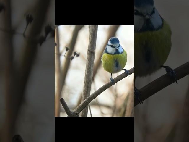 Când faci bine unor pasarele Pițigoi în splendoarea naturii..#birds #iesiriinnatura