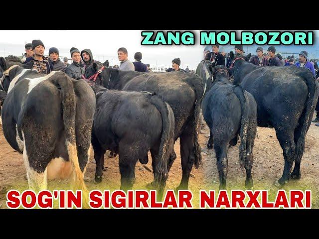 ZANG MOLBOZORDAN ANGUS GRENFORT RASISKI VA JAYDARI SOG'IN SIGIRLAR NARXLARI 14.12.2024