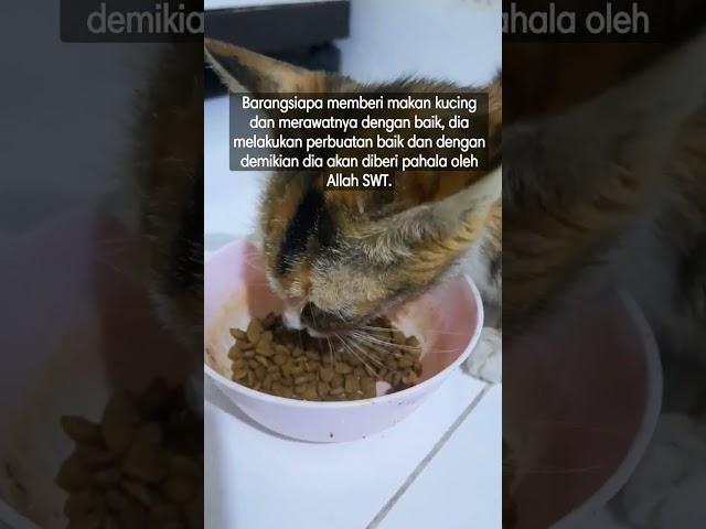 inilah rahasia seekor kucing yG jarang di ketahui orang‼️ #berbagi #viral #kucing