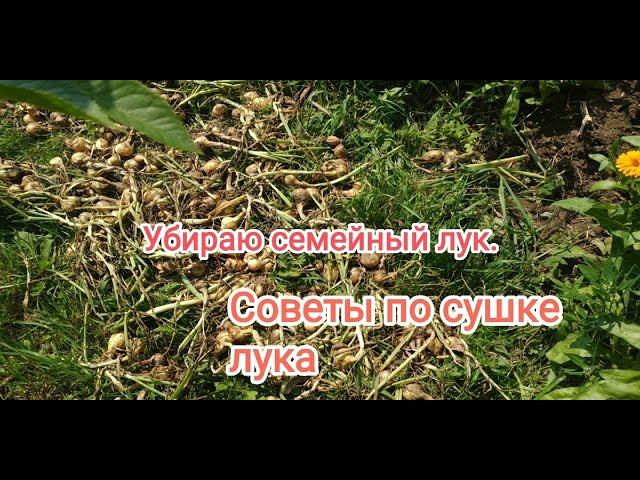 Уборка семейного лука( шалота).Как сушить до момента обрезки?