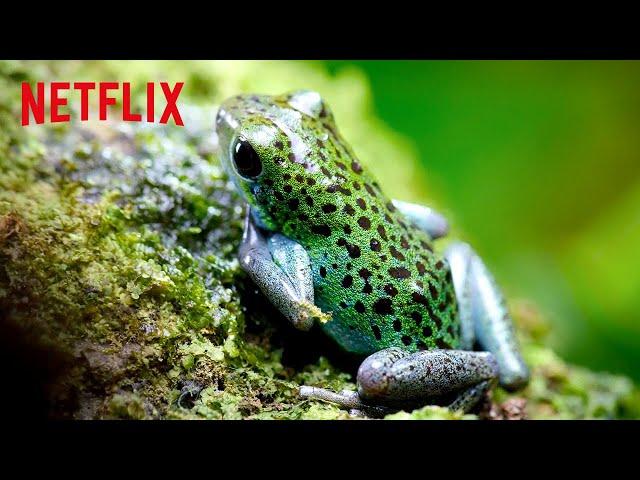 Poison Dart Frogs  Life in Color with David Attenborough | Netflix After School