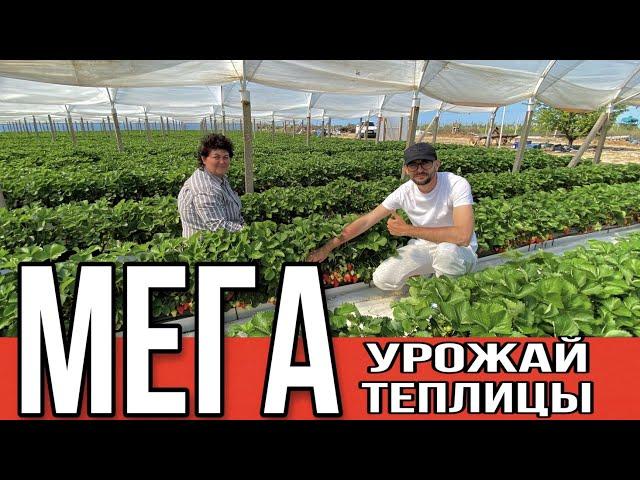 Мега урожай клубники,оригинальные теплицы ,нюансы производства и строения теплиц