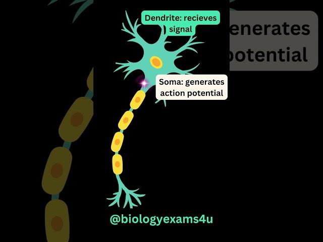 Neuron 3D Animation Slow motion|| Structure of Neuron || How Neuron transmit impulses?