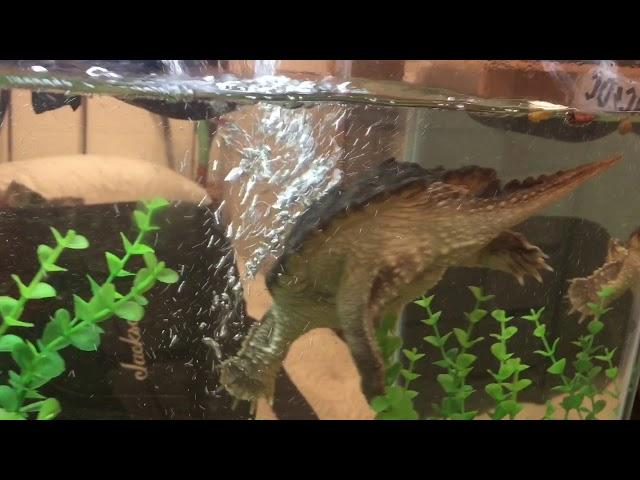 Zoo Med Gourmet Aquatic Turtle Food Review And snapping turtle feeding