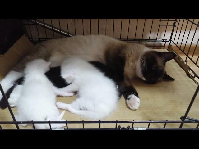 Сиамской кошка опять родила