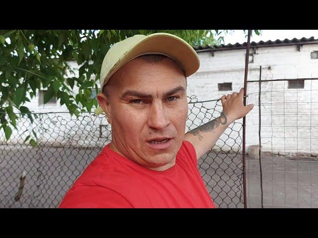 Сколько вывелось перепелят??? Посадили ещё двух наседок.