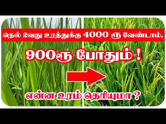 நெல்லுக்கு 2வது உரமா என்ன போட்டா செலவு குறையும் , விளைச்சல் அதிகரிக்கும் ? | TCG |