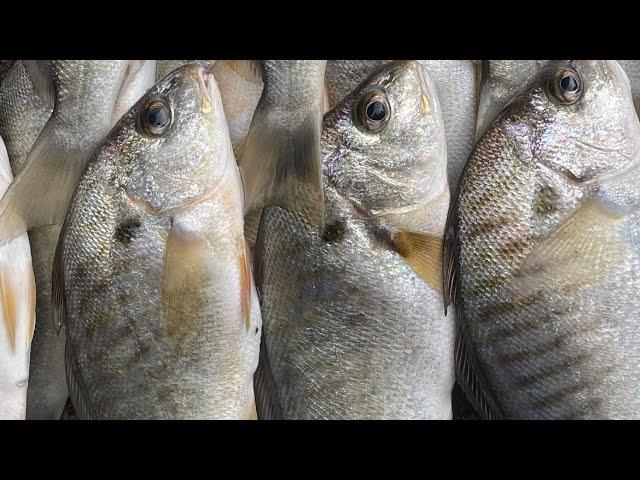 New Jersey Spot fish season is in full swing