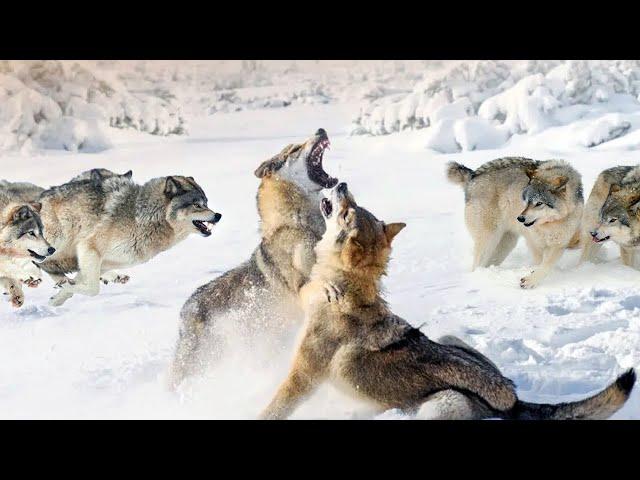 This is what happens when two PACKS of Wolves meet!