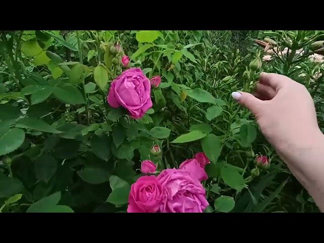 Прошу помощи... помогите определить группу и сорт роз!