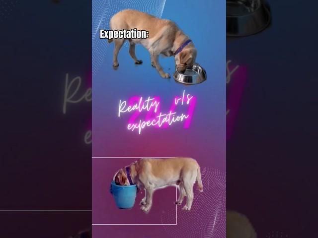 Reality v/s expectations  #yuvimicky #labrador #shorts #relatable