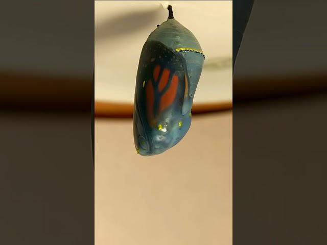 Remy (monarch caterpillar) variable speed time-lapse