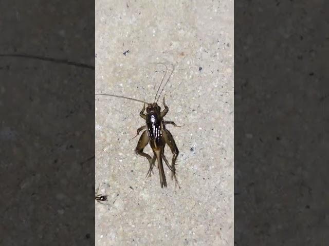 House Cricket Chirping | Bug Making Sound | Insect Making Sound