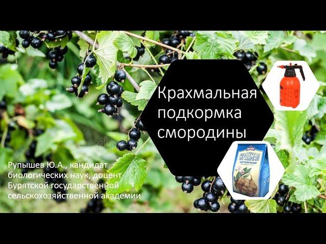 Крахмальная подкормка смородины