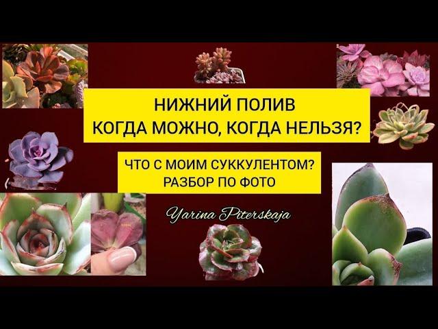 Нижний полив суккулентов. Что с моим суккулентом. Разбор по фото.