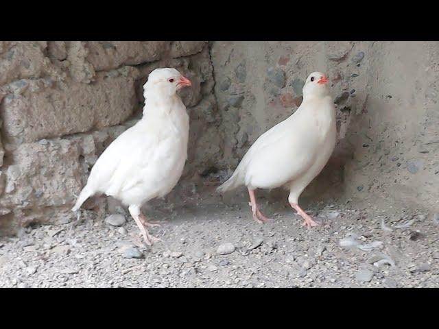 Кабкои Сафед Тухмда даромадан Кабк Keklik که و Partridge Chukar