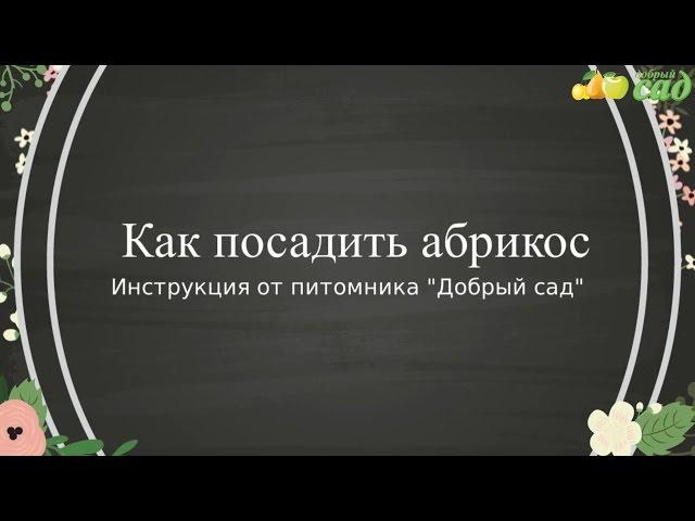 Посадка абрикоса - как правильно посадить абрикос