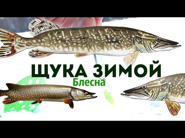 Ловлю щуку на блесну зимой немного по другому. Всегда с уловом. Как ловить щуку зимой на блесну?