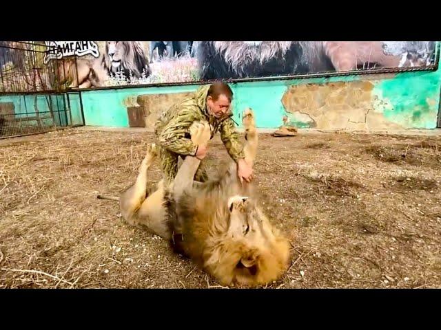 A man fights a HUGE LION