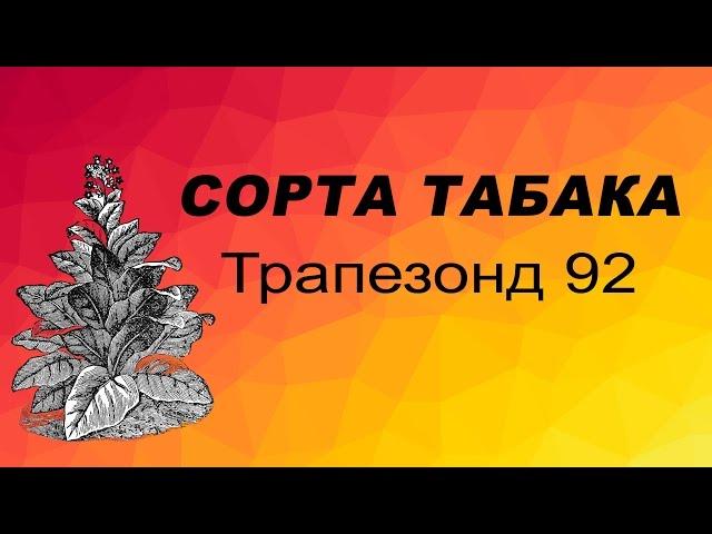 СОРТ ТАБАКА Трапезонд 92. Семена табака.