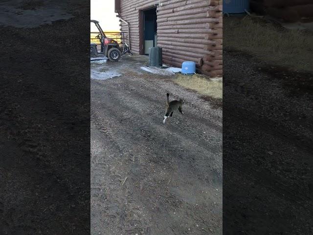 Kodo Barn cat is out on patrol. Trying to catch mice