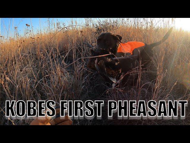 PHEASANT OPENER |KOBES FIRST HUNT-- HE RETRIEVED A BIRD!!