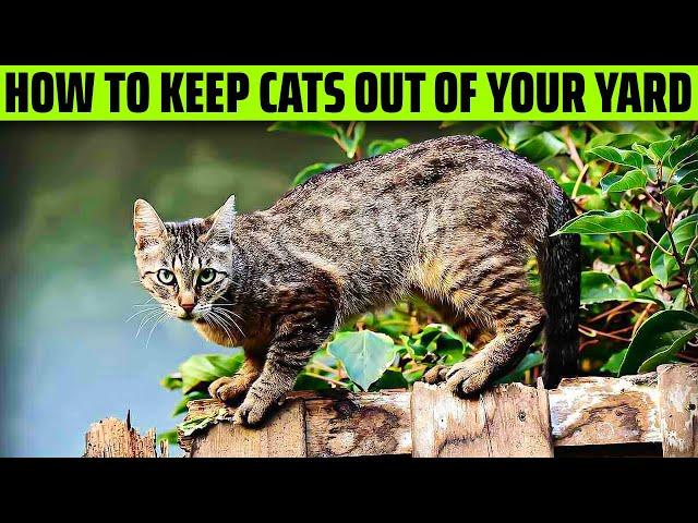 How To Keep Cats Out Of Your Yard