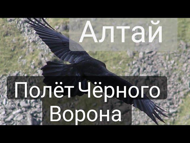 Алтай. Горы Чарыша. Полет ворона