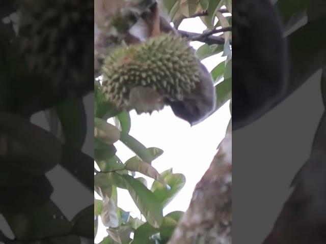 tupai hutan liar makan buah durian