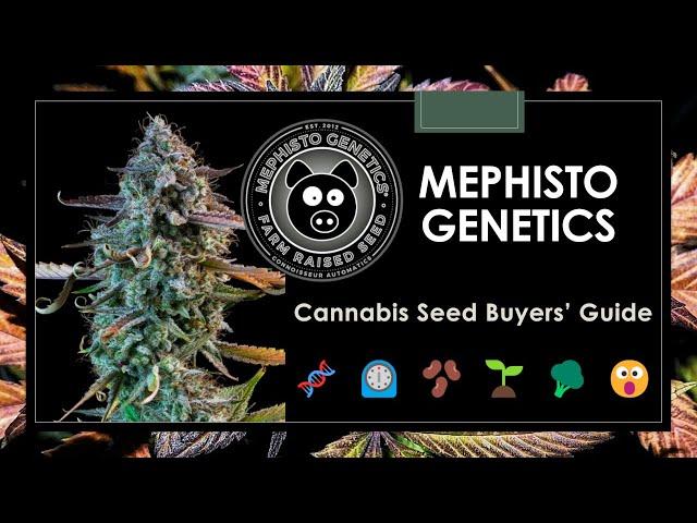 10 Best-Selling Mephisto Genetics Strains | Autoflower Seeds Buyers' Guide